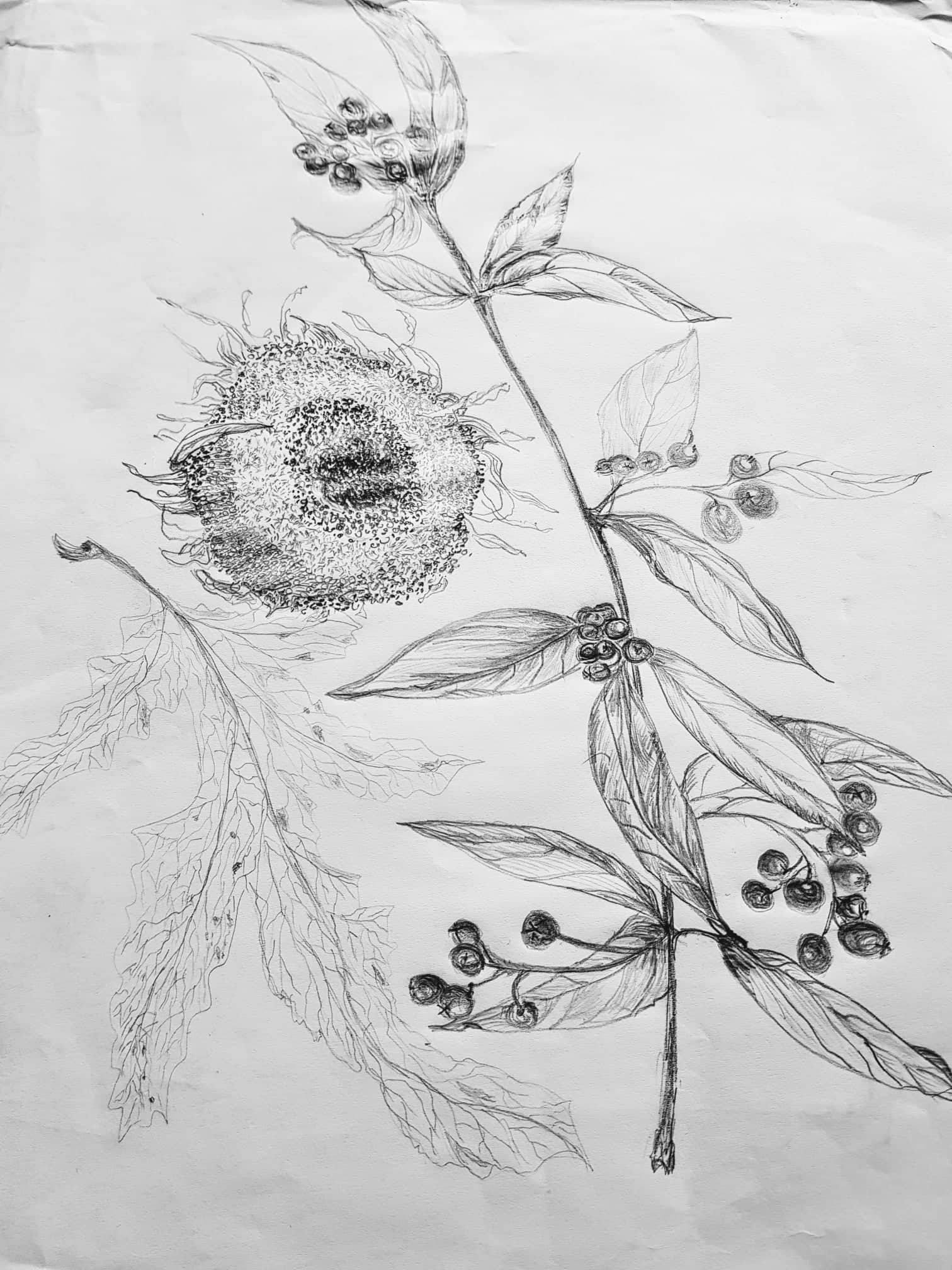 Graphik ohne Titel Technik : Bleistift - Zeichnung von Gisela Kentmann (1)